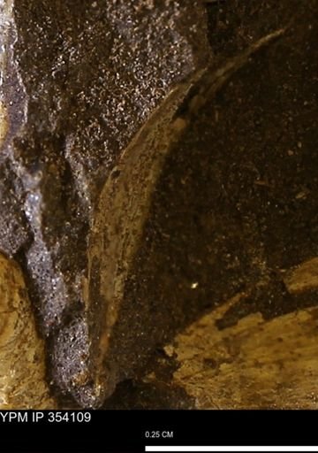 undet. Bivalvia