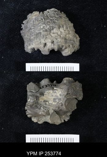 Scaphitidae