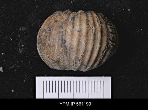 Scaphites sp.