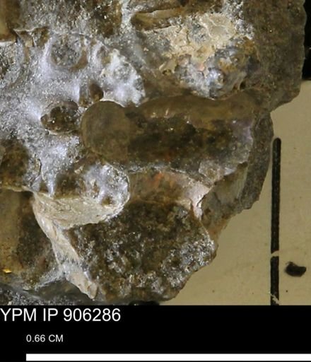 undet. Ammonoidea