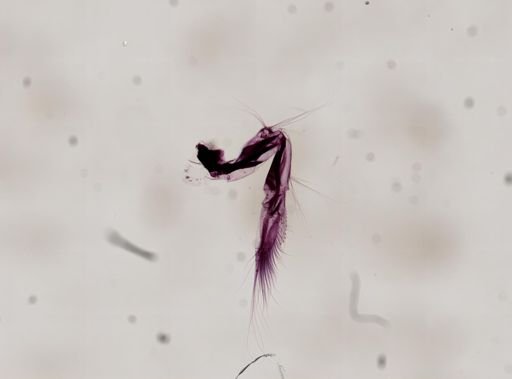 Paranebalia