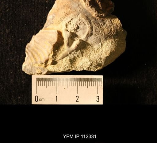 Isorophus cincinnatiensis