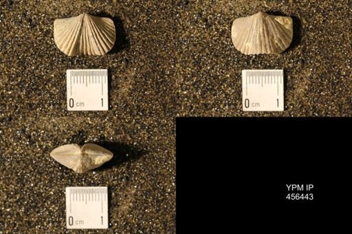 Platystrophia biforata