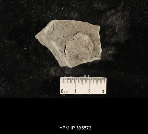 Linoproductus sp.