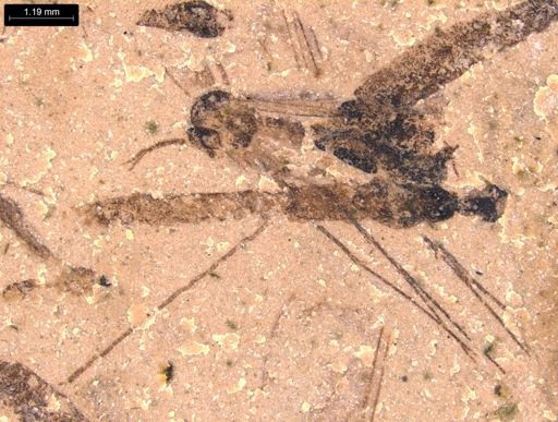 taxon undetermined