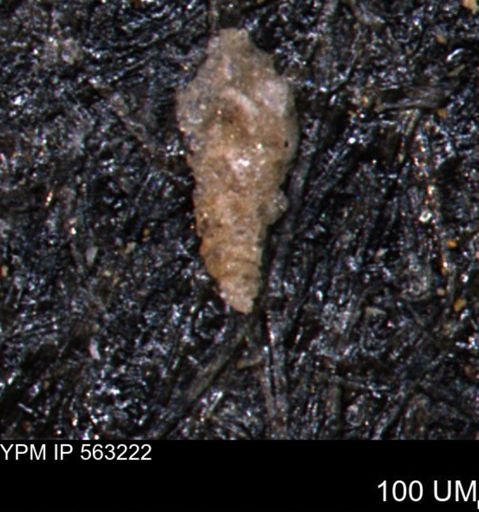 Verneuilinoides hectori
