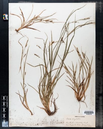 Carex digitalis