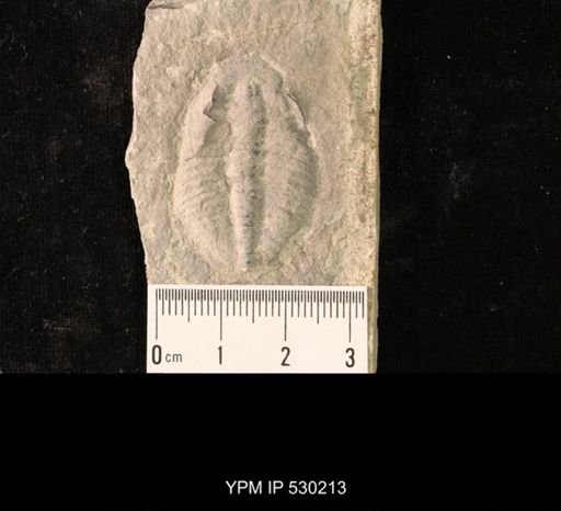 Elrathia kingi