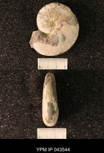 Hoploscaphites nicolletii