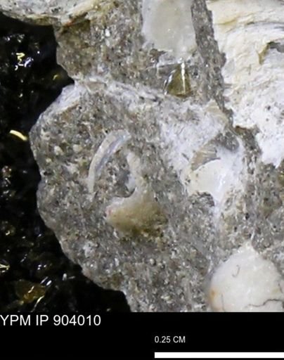 undet. Bivalvia