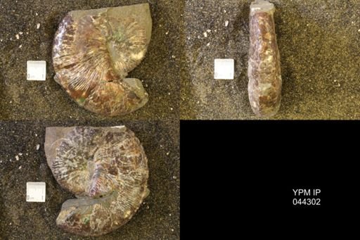 Hoploscaphites comprimus