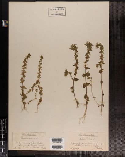 Plantae