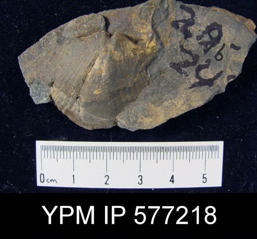 Platyrachella sp.
