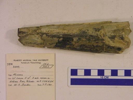 Proboscidea