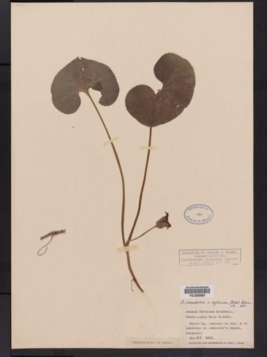 Plantae