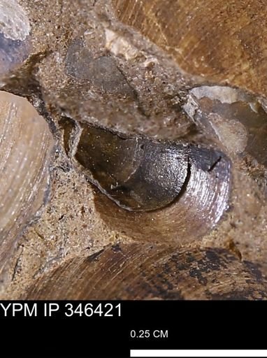 undet. Mollusca