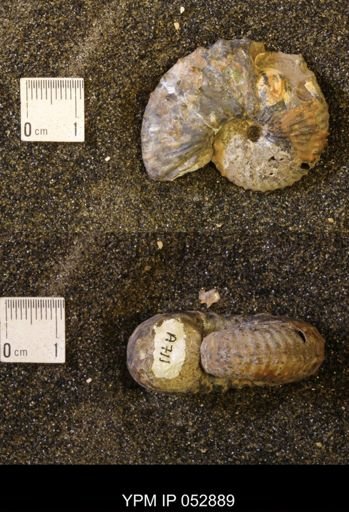 Discoscaphites gulosus