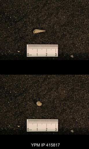 Meekospira choctawensis