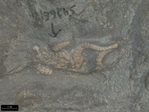 Aplocoma damesii