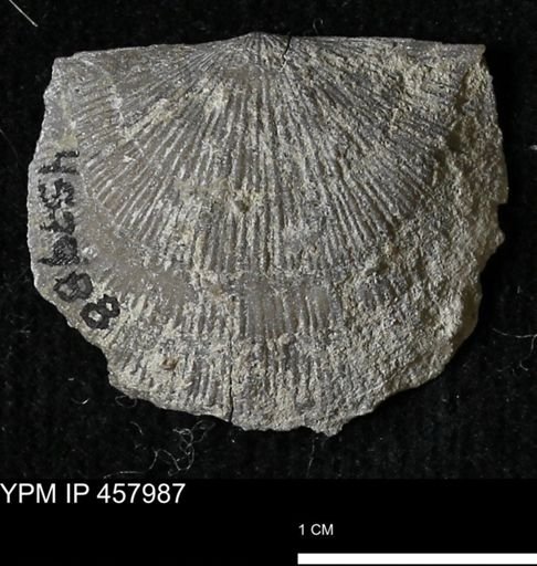 Strophodonta sp.