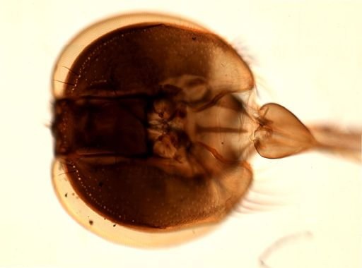 Glossina palpalis