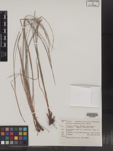 Plantae