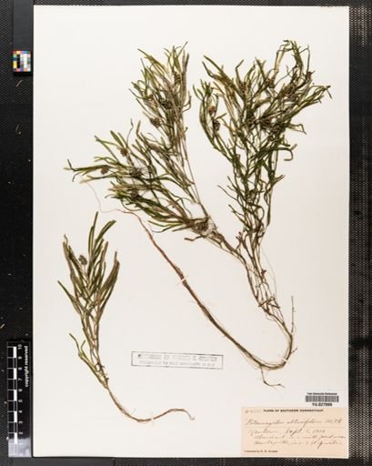 Potamogeton obtusifolius