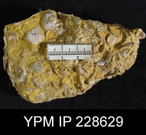 Derbya sp.