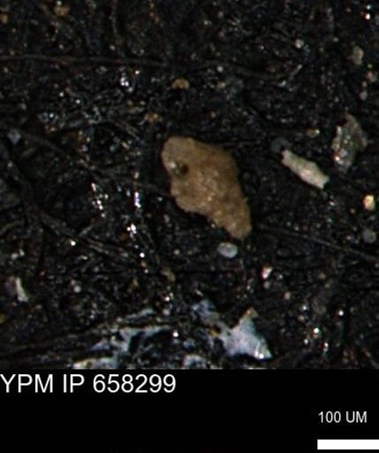 Verneuilinoides kansasensis