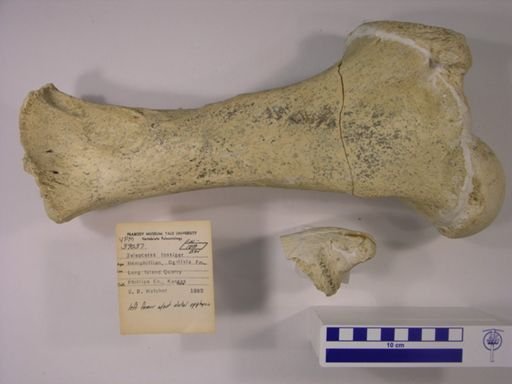 Teleoceras fossiger
