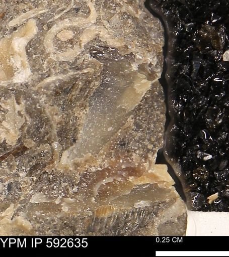undet. Mollusca