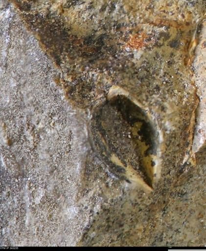 undet. Bivalvia
