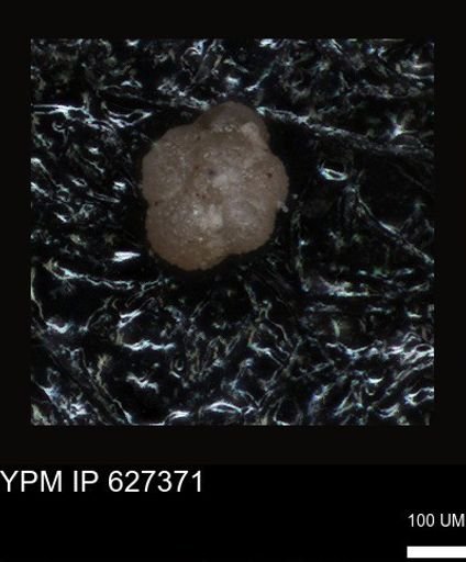 undet. Foraminiferida