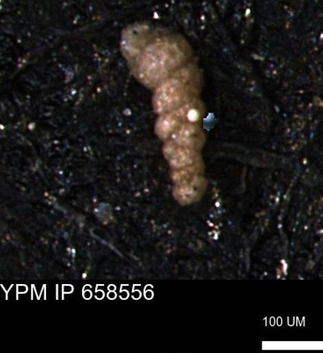Verneuilinoides kansasensis