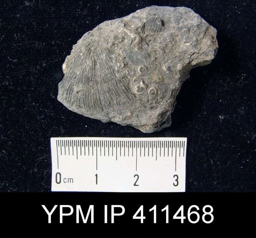 undet. Orthotetida