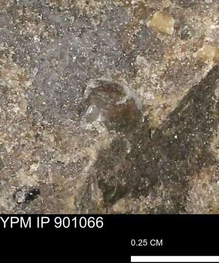 undet. Mollusca