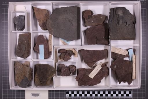 mixed taxa, stratigraphic collection