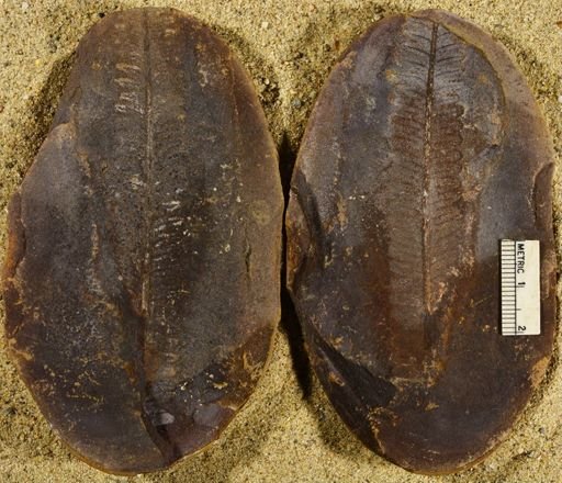Pecopteris sp.