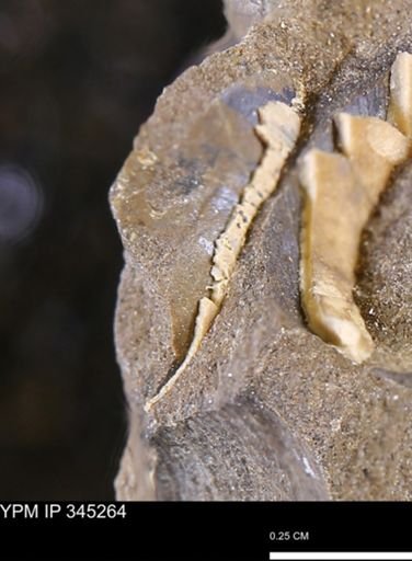 Limopsis striatopunctatus
