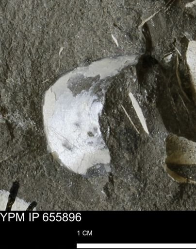 undet. Mollusca