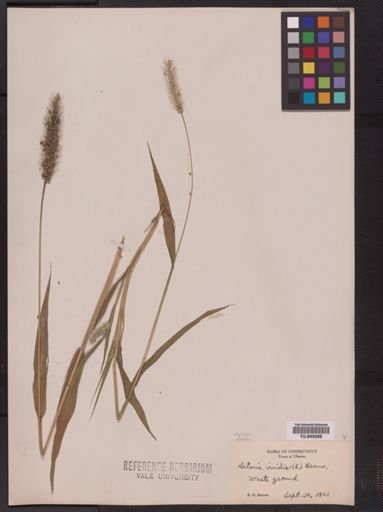 Setaria viridis