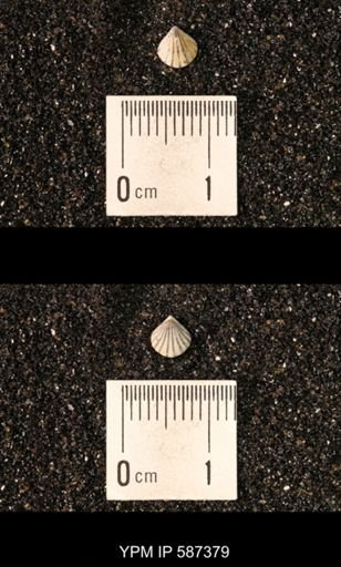 Camarotoechia whitei