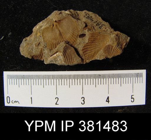 Tropidoleptus sp.