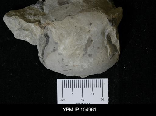 Isotelus gigas
