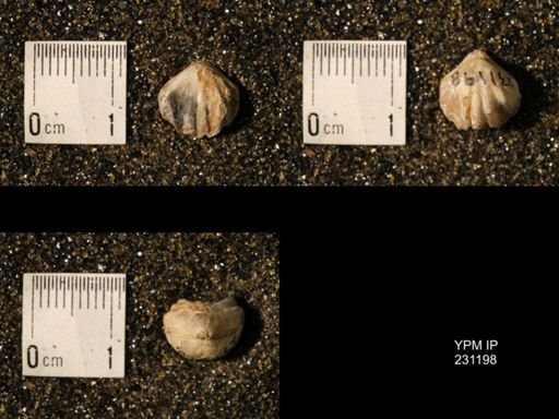 Wellerella osagensis