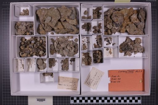 mixed taxa, stratigraphic collection