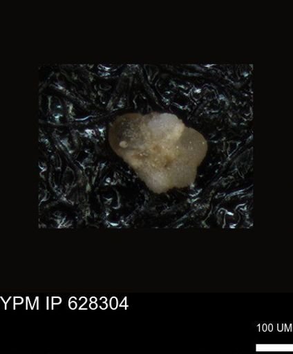 undet. Foraminiferida