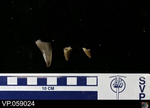 undet. Mosasauridae