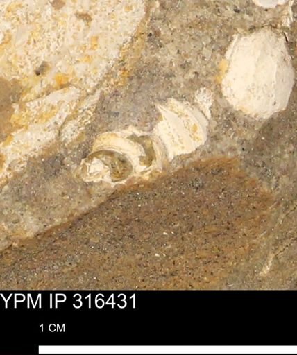 undet. Gastropoda