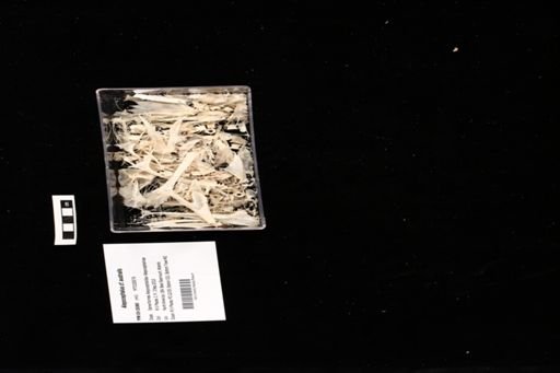 Alepocephalus cf. australis